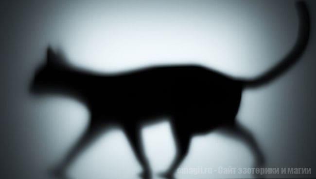 Какое значение будет, если увидите кошку