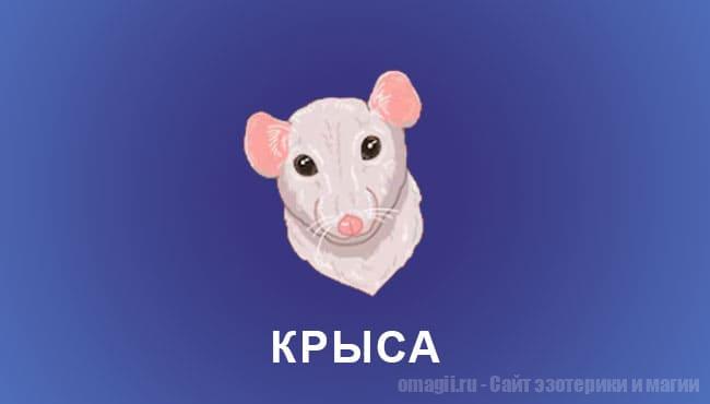 Китайский гороскоп 2025 год: Крыса