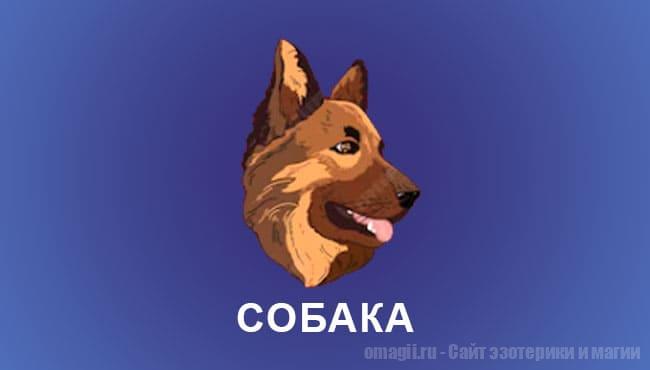 Китайский гороскоп 2025 год: Собака