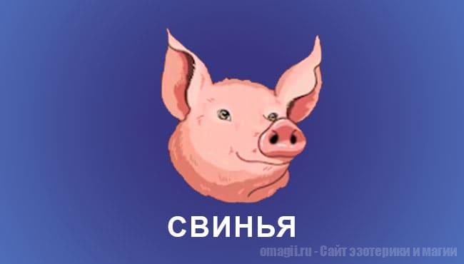 Китайский гороскоп 2025 год: Свинья